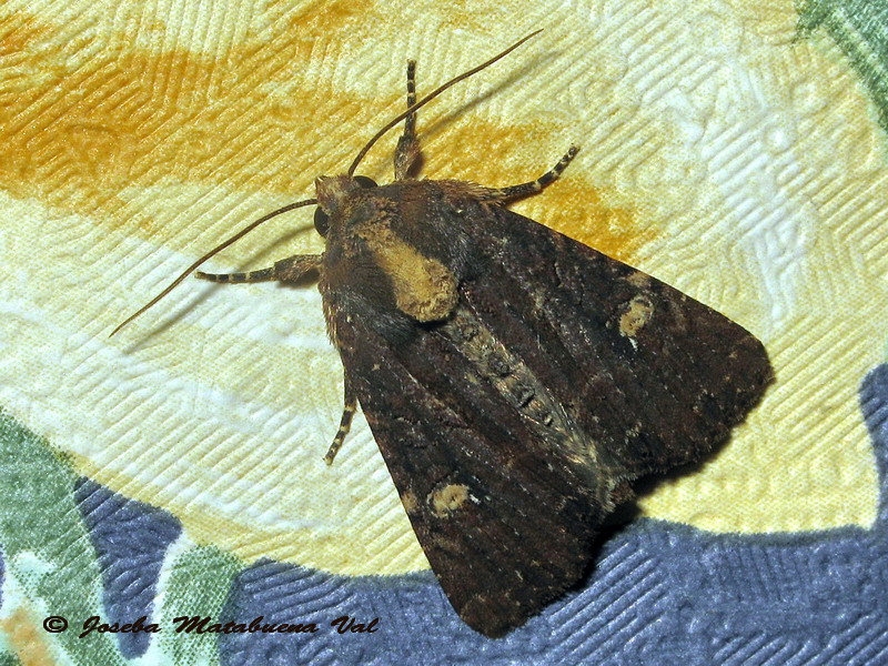 Melanchra persicariae? No, Mesapamea secalis, Noctuidae